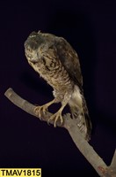 鳳頭蒼鷹藏品圖，第7張